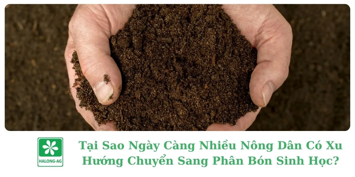 Tại Sao Ngày Càng Nhiều Nông Dân Có Xu Hướng Chuyển Sang Phân Bón Sinh Học?