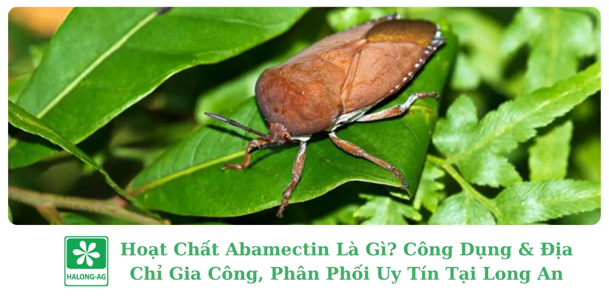 Hoạt Chất Abamectin Là Gì? Công Dụng & Địa Chỉ Gia Công, Phân Phối Uy Tín Tại Long An