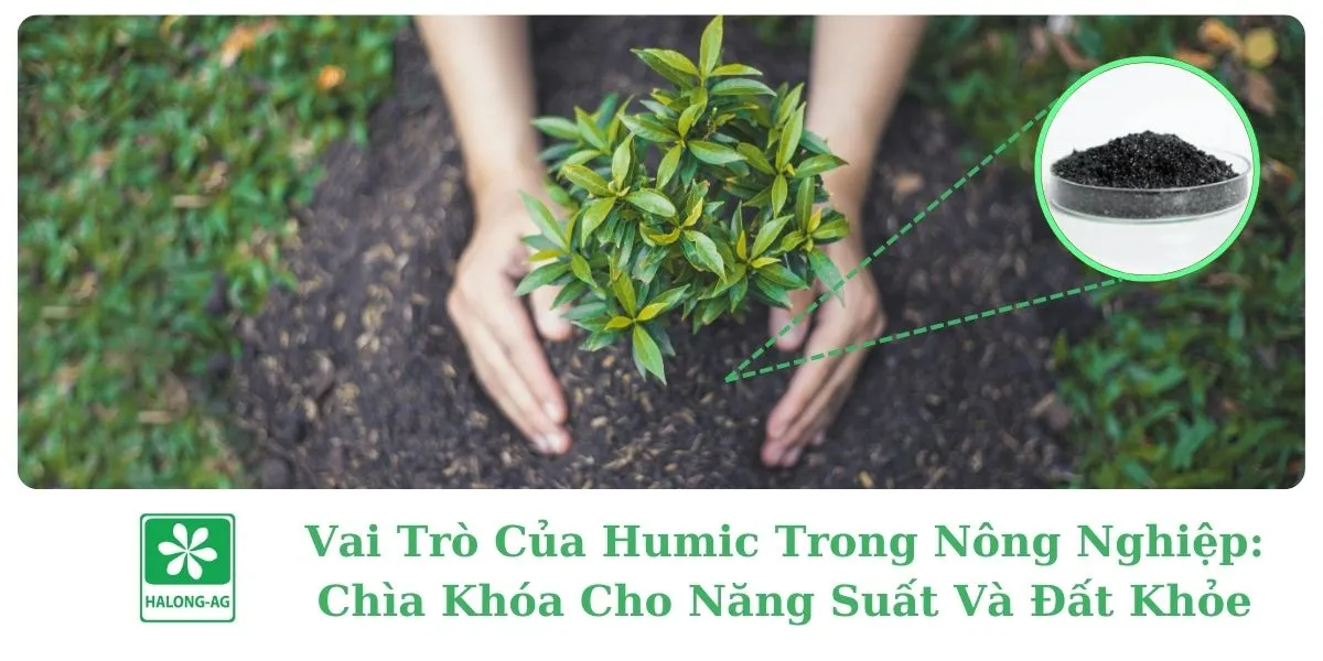 Vai Trò Của Humic Trong Nông Nghiệp: Chìa Khóa Cho Năng Suất Và Đất Khỏe