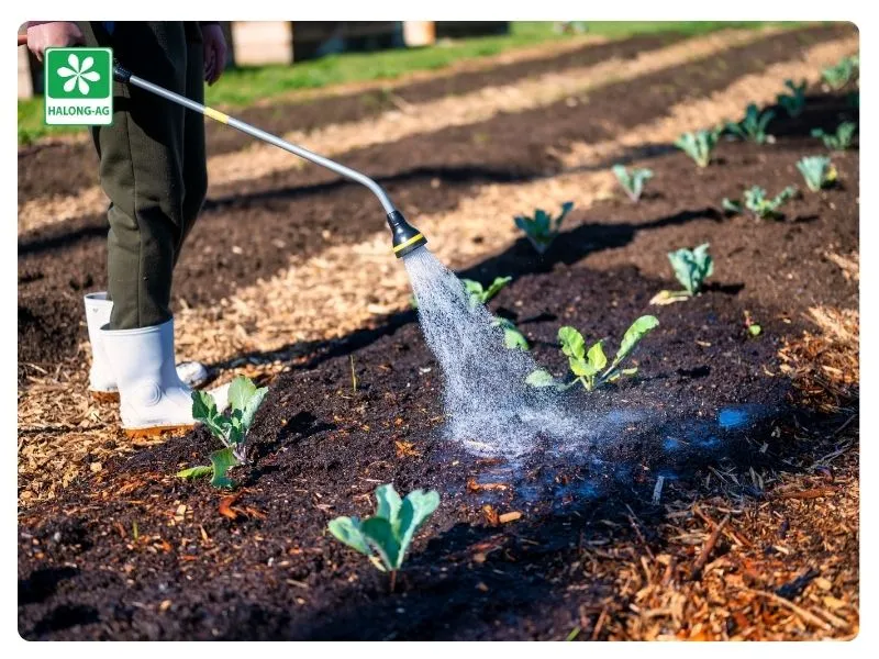 Pha Humic với nước rồi phun lên lá