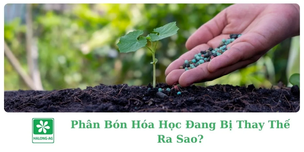 Phân Bón Hóa Học Đang Bị Thay Thế Ra Sao?