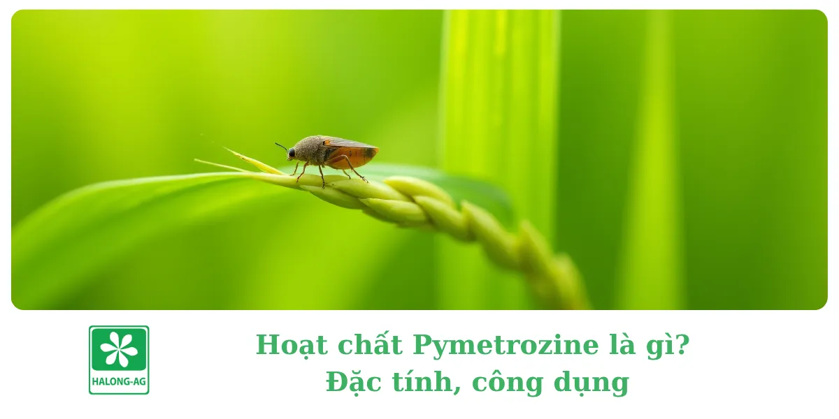 Pymetrozine Structure Hoạt chất Pymetrozine là gì? Đặc tính, công dụng & địa chỉ mua bán uy tín