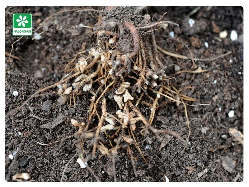 Rhizobium