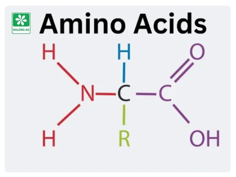 Amino Acid