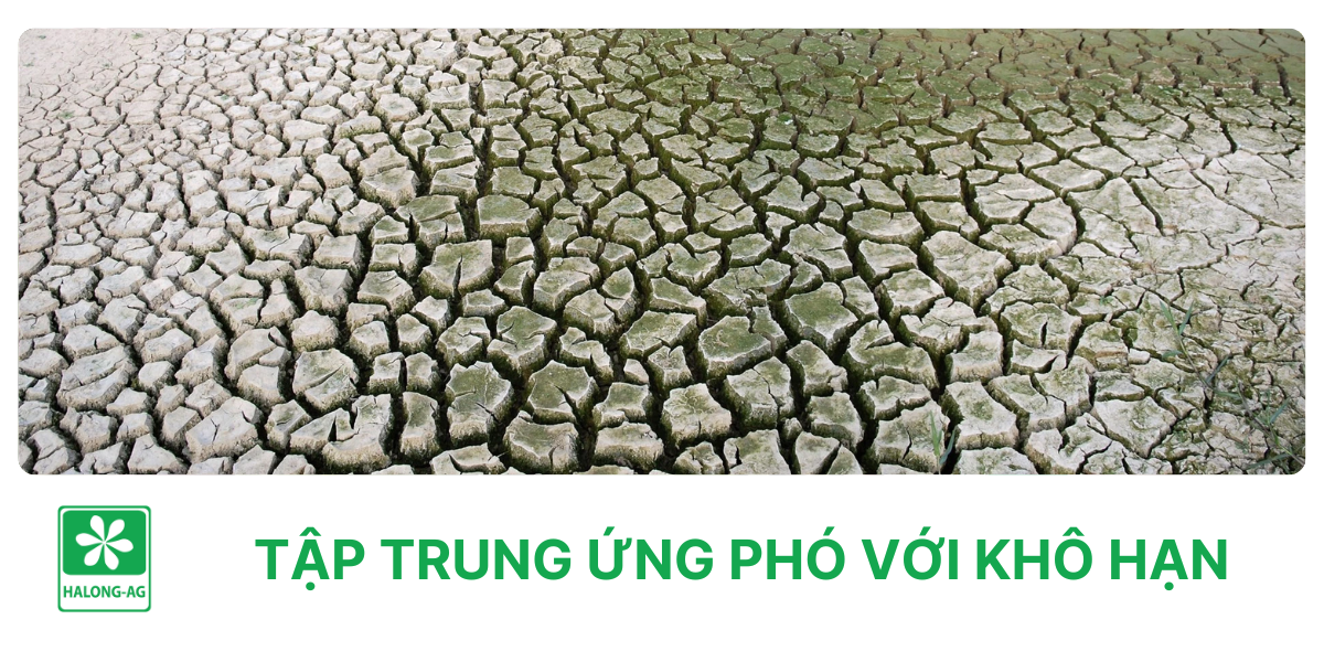 Tập trung ứng phó với khô hạn