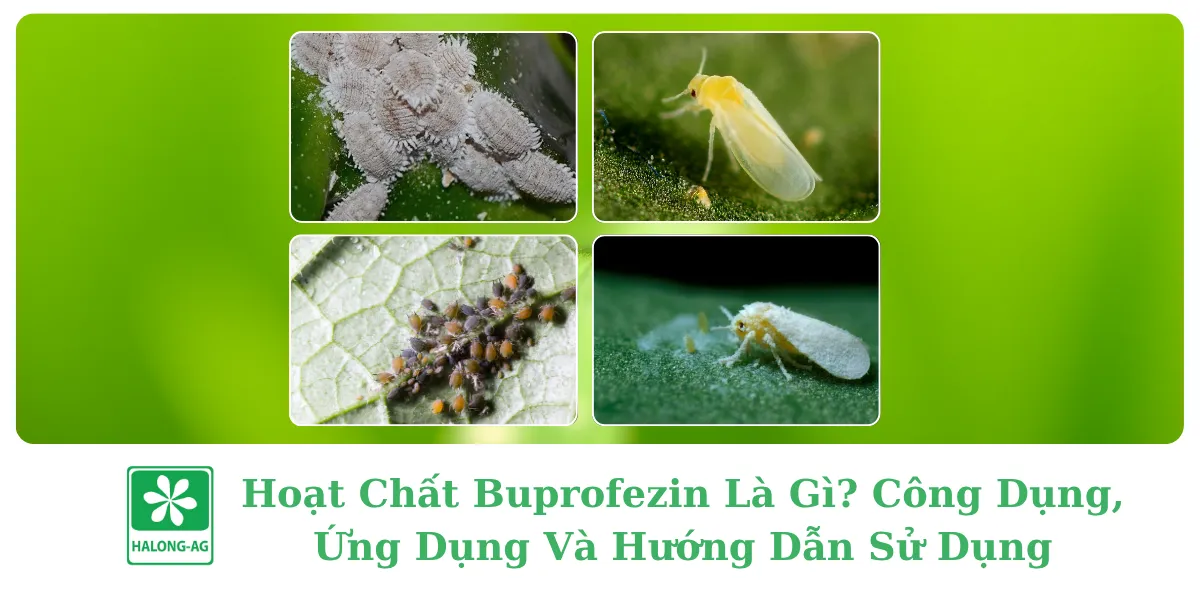 Hoạt Chất Buprofezin Là Gì? Công Dụng, Ứng Dụng Và Hướng Dẫn Sử Dụng