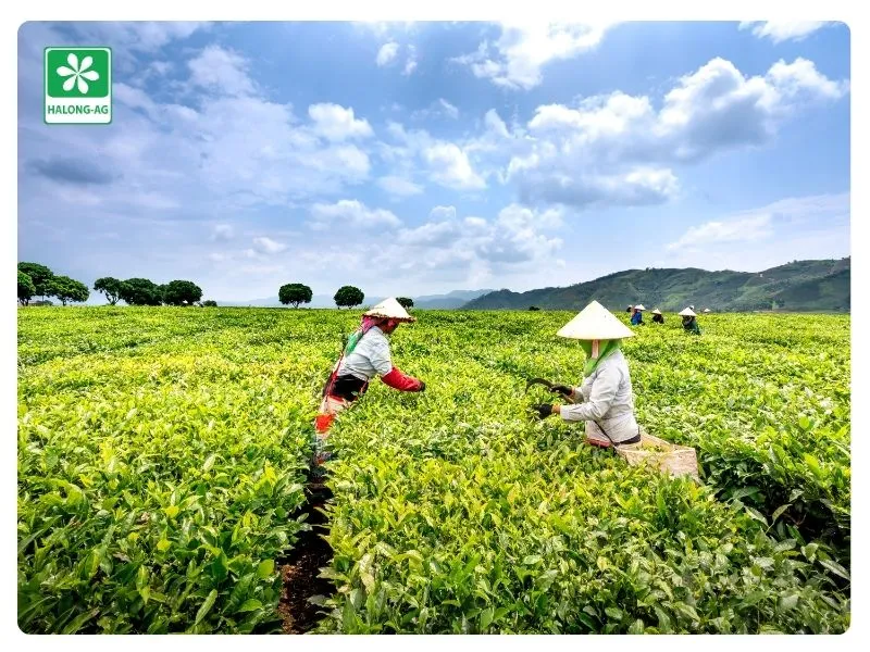 Ngành nông nghiệp hiện nay đang nói không với chất hóa học
