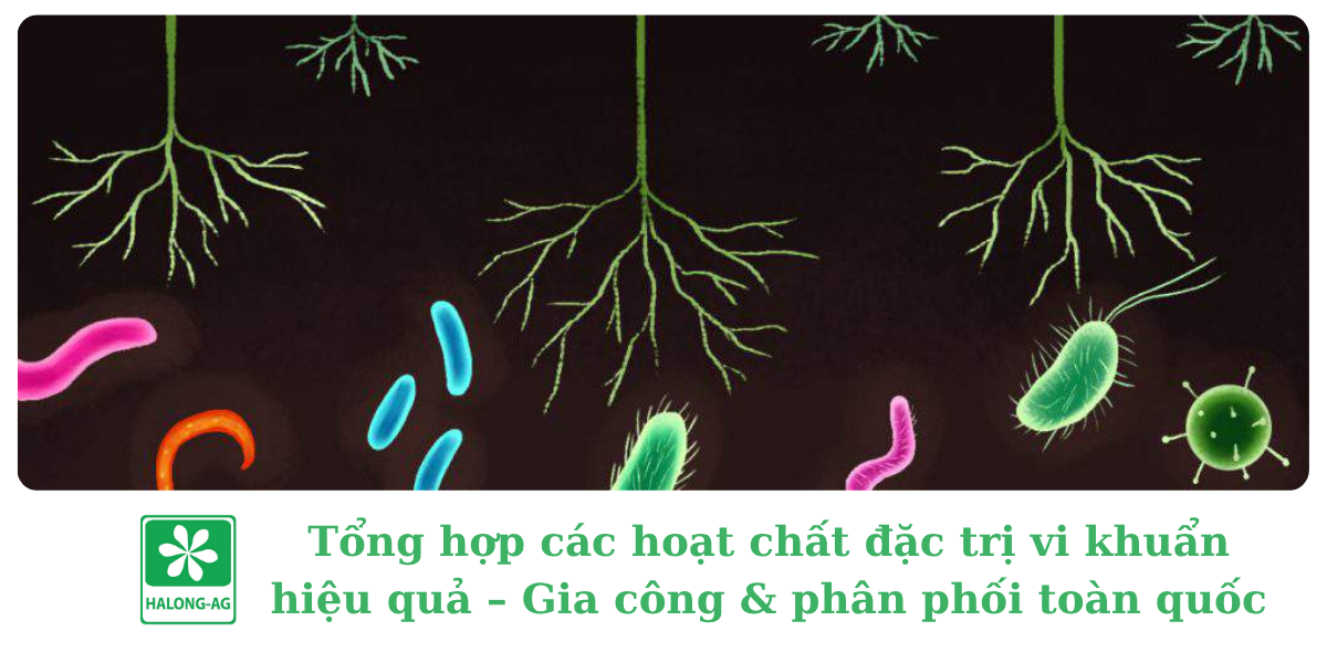 Tổng hợp các hoạt chất đặc trị vi khuẩn hiệu quả – Gia công & phân phối toàn quốc
