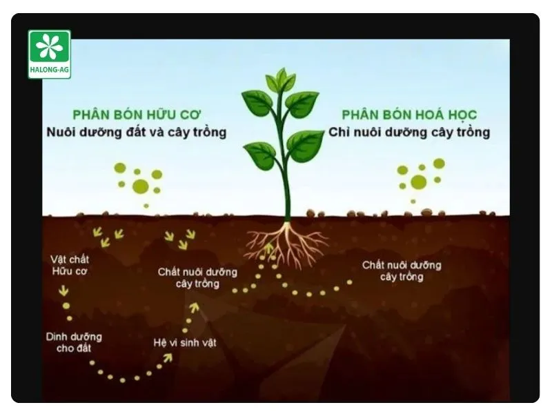 Phân bón hữu cơ và phân bón hóa học