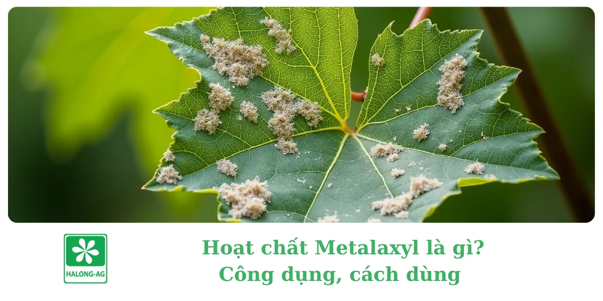  Hoạt chất Metalaxyl là gì? Công dụng, cách dùng và địa chỉ mua Metalaxyl uy tín tại Long An