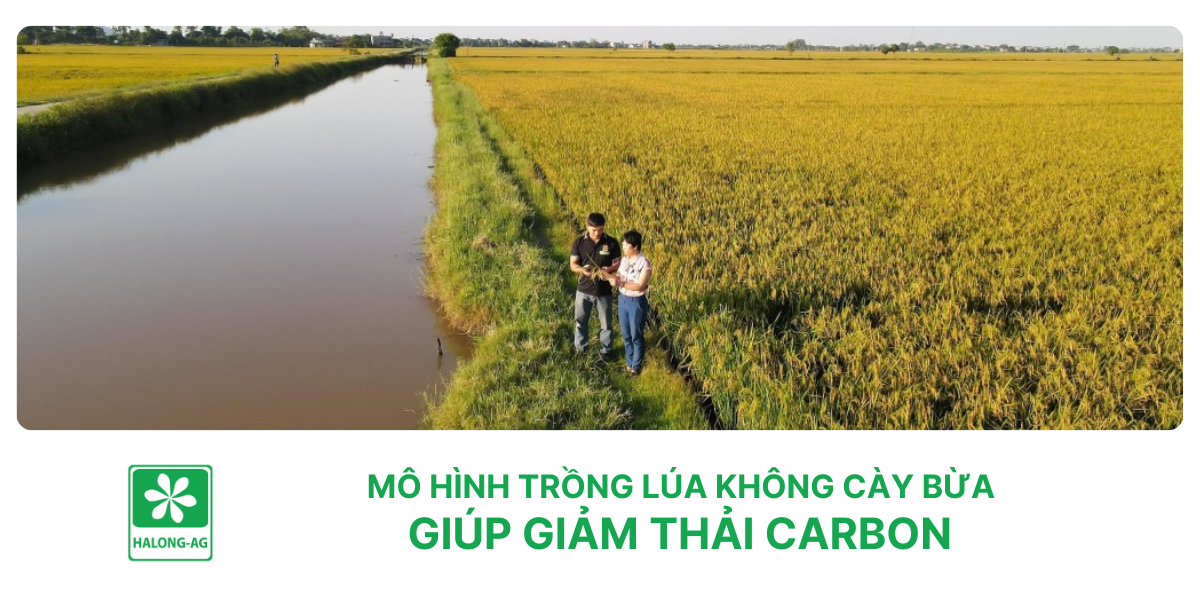 Mô hình trồng lúa không cày bừa giúp giảm thải carbon