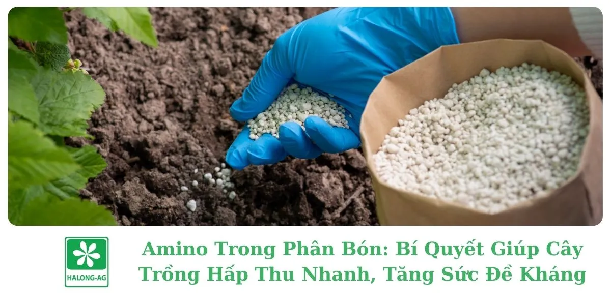 Amino Trong Phân Bón: Bí Quyết Giúp Cây Trồng Hấp Thu Nhanh, Tăng Sức Đề Kháng