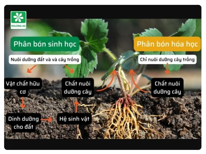 Lợi ích khi chuyển sang phân bón sinh học