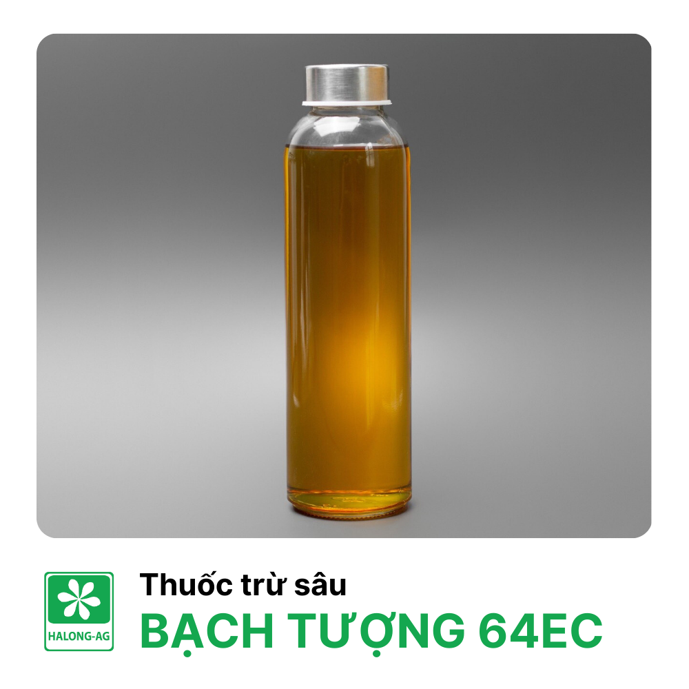 BẠCH TƯỢNG 64EC