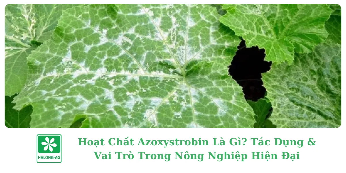 Hoạt Chất Azoxystrobin: Giải Pháp Hiệu Quả Phòng Trừ Nấm Bệnh