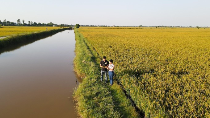 Anh Lương Văn Trường (áo đen) tại cánh đồng trồng lúa không cày bừa tại xã Minh Tân, huyện Vụ Bản, tỉnh Nam Định tháng 10/2023. Ảnh: NVCC