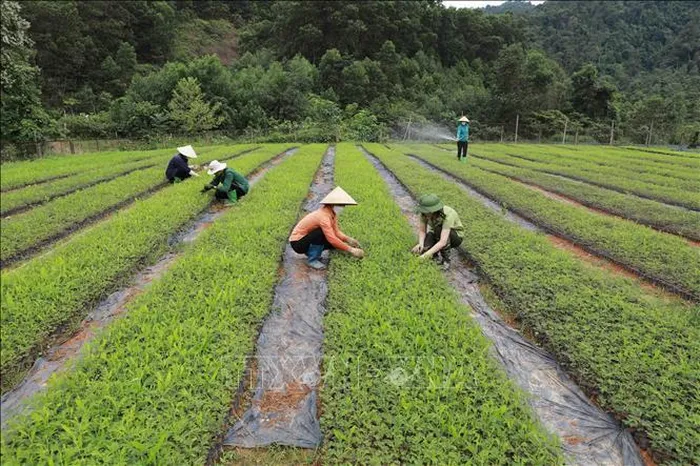 Sản xuất cây giống phục vụ trồng rừng tại Trung tâm nghiên cứu cây lâm nghiệp thuộc Ban Quản lý khu bảo tồn thiên nhiên Xuân Liên (Sở Nông nghiệp và Phát triển nông thôn tỉnh Thanh Hóa). Ảnh minh họa: Vũ Sinh/TTXVN