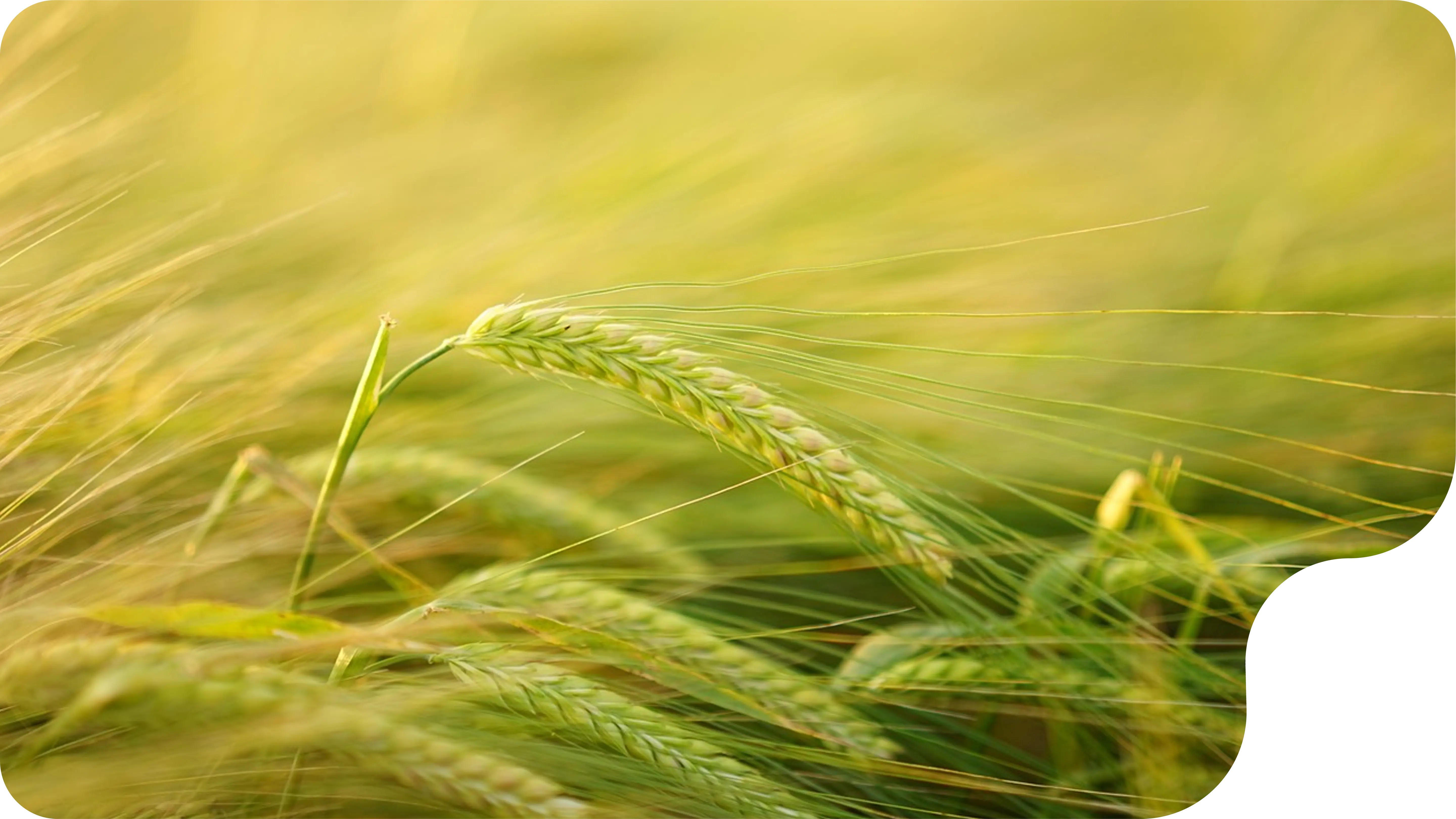 hệ giá trị cốt lõi